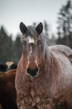 Large Rouan draft horse outside in winter pasture with cows in background