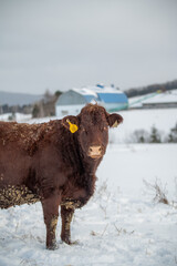 Red angus cow standing in winter pasture with snowy and farm in background