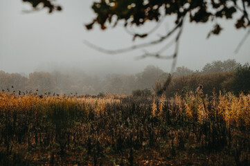 The Artistry of Melancholy in a Fog-Blanketed Autumn Morning, Infused with Brown and Gray Tones