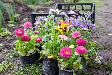 Organic gardening with care for the environment. A little gardener transplants flowers into the...