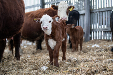 Cute hereford calf close up standing outside in winter pasture