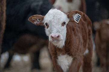 Cute hereford calf close up standing outside in winter pasture