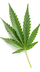 Cannabis Sativa Leaf Isolated on White Background