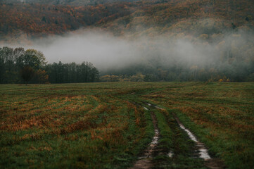 The Subdued Symphony of Brown and Gray on a Mist-Adorned Meadow