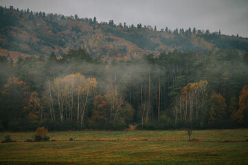Ethereal Gloom: The Isolated Beauty of a Misty Autumn Dawn on the Edge of Desolation
