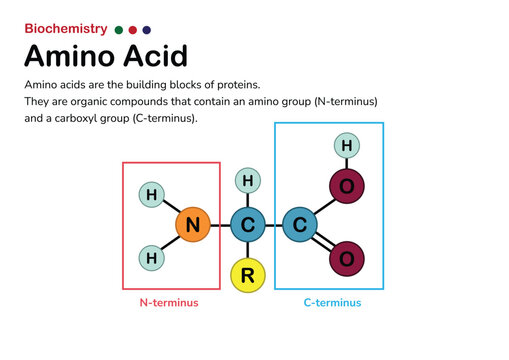 The chemical structure of an amino acid (the smallest structure of proteins)