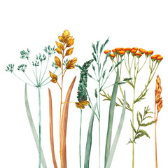 Watercolor bouquet of meadow leaves and flowers, branches and wild dry grass. Evergreen grass field in nature, meadow in springtime. Summer botany, natural elements. Natural green tones