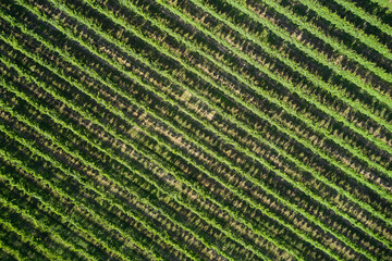 Vineyard plantation top view. Rows of vineyards in Italy. Italian vineyards aerial view. Italian viticulture near Lake Garda.