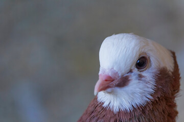 Closeup of a Thuringian Monk Pigeon's portrait with breathtaking details
