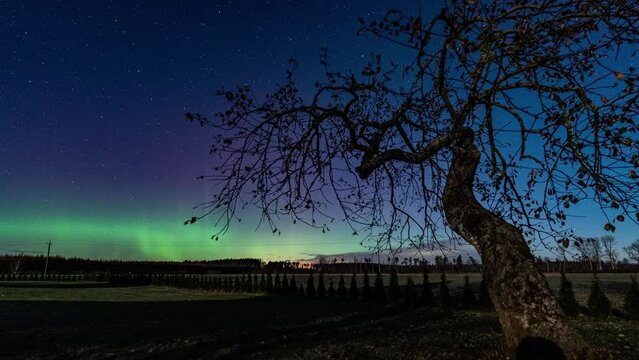 Northern lights and auroras with tree in the foreground