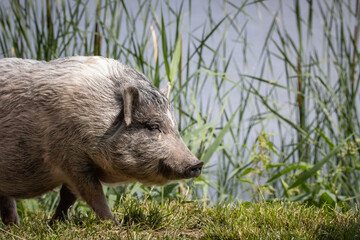 A grey female adult mini-pig walks on the green grass perpendicular to the camera lens on a summer day.