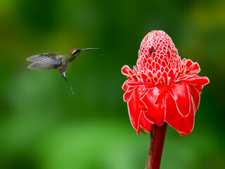 White-whiskered Hermit Hummingbird in flight collecting nectar from the red etlingera flower on...