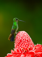 Violet-fronted Brilliant on red etlingera flower against green background
