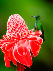 Violet-fronted Brilliant on red etlingera flower against green background