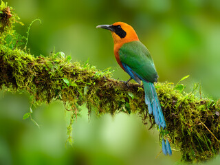 Rufous Motmot on mossy stick on green background, portrait