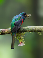 Male Masked Trogon on mossy stick on green background
