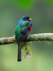 Male Masked Trogon on mossy stick on green background