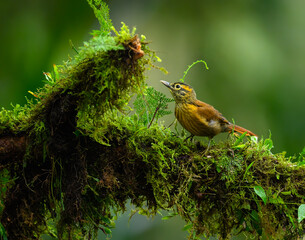 Montane Foliage-gleaner on mossy stick on green background