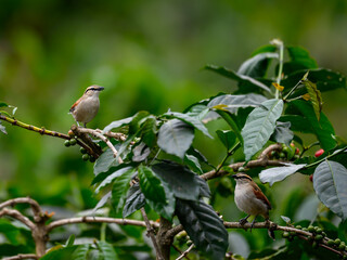 Black-crowned Tchagra on a plant with green leaves against green background