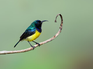 Variable Sunbird or Yellow-bellied Sunbird on stem of a plant against green background