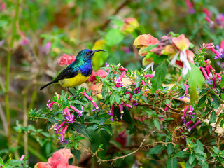 Variable Sunbird or Yellow-bellied Sunbird on a plant with flowers