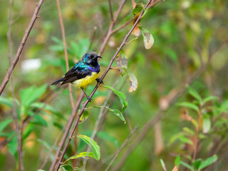 Variable Sunbird or Yellow-bellied Sunbird on stem of a plant