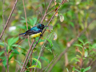 Variable Sunbird or Yellow-bellied Sunbird on stem of a plant