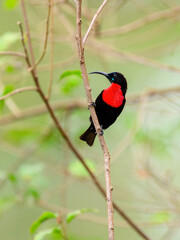 Male Scarlet-chested Sunbird on tree branch