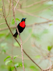 Male Scarlet-chested Sunbird on tree branch