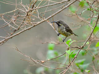 Female Scarlet-chested Sunbird on tree branch