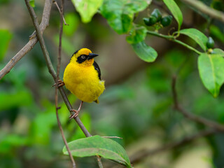 Baglafecht Weaver on tree branch in Tanzania