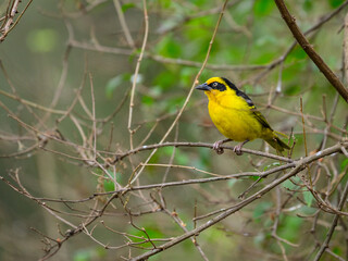 Baglafecht Weaver on tree branch in Tanzania