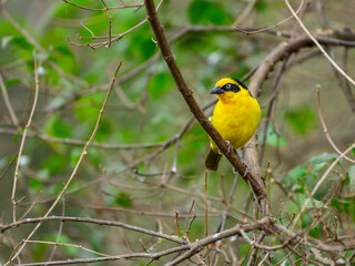 Fototapeta premium Baglafecht Weaver on tree branch in Tanzania