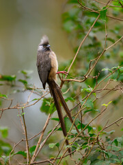 Speckled Mousebird on tree branch with green leaves