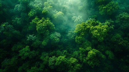 Beautiful Green Amazon Forest Landscape at Sunset Generative AI