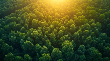 Foto op Plexiglas Beautiful Green Amazon Forest Landscape at Sunset Generative AI © AlexandraRooss