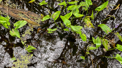 Corkscrew Swamp Sanctuary Vegetation and Water Reflections