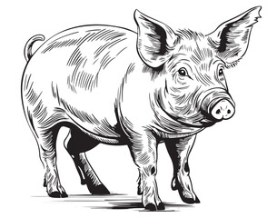 Fototapeta premium Pig vector illustration