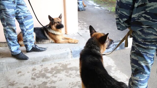 Two men blue uniform khaki with German shepherds on leashes 