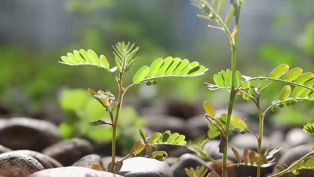 Phyllanthus Niruri leaves are small plants with oval green leaves which are all beneficial for health