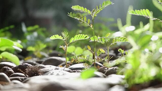 Phyllanthus Niruri leaves are small plants with oval green leaves which are all beneficial for health