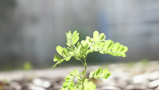 Phyllanthus Niruri leaves are small plants with oval green leaves which are all beneficial for health
