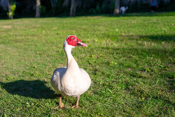 Big white musk duck in a city park on green grass
