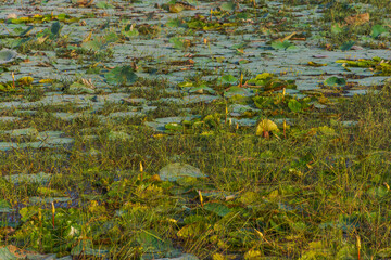 Water lilies in a pond