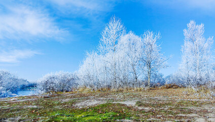 White trees, bushes and grass covered with frost on the coast of calm lake. Sunny frosty morning.