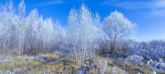 White trees, bushes and grass covered with frost. Sunny frosty morning.