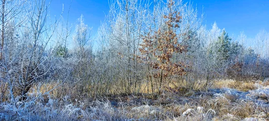 Foto auf Leinwand Trees, bushes and grass covered with frost. Sunny frosty morning. © Nataly