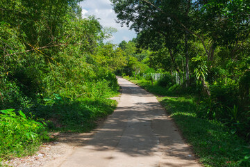 Fototapeta premium Path in the woods