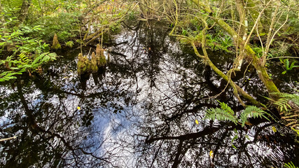 Corkscrew Swamp Sanctuary Vegetation and Water Reflections