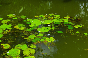 Obraz na płótnie Canvas Water lily in pond